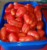 Tomatoes-ready-to-blanch